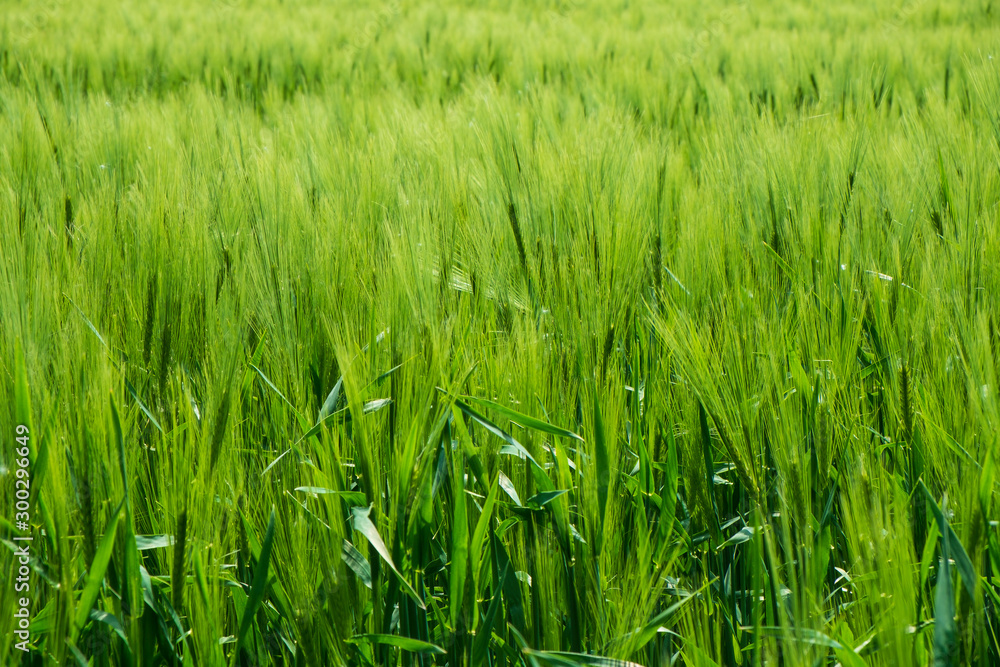 Gerstenfeld Gerstenfeld