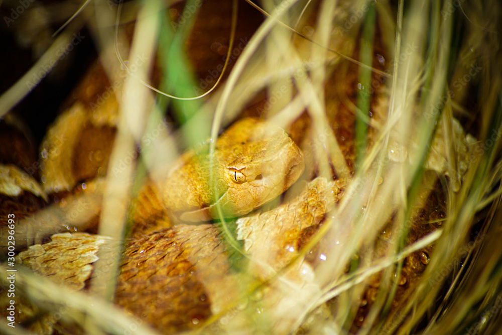 Obraz premium portrait of a snake