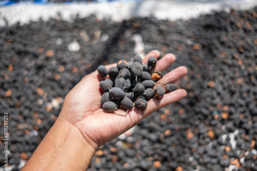 Dialium indum linn in LEGUMINOSAE Dry and fresh , Peeled and dried in the sun to dry and then processed at Pattani, Thailand photo