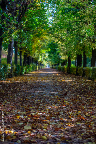 green tree alley in ht park 