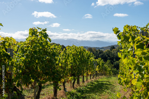 Vineyard of the Jurancon wine in the French Pyrenees