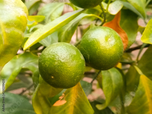 A picture of fresh lemons