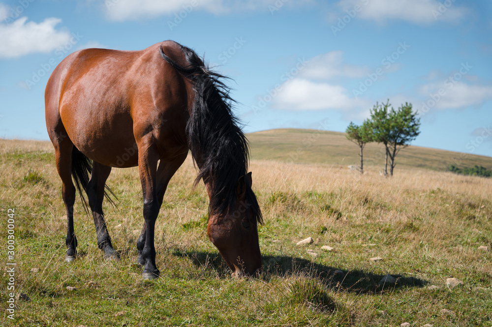 A wildly grazing brown horse on an alpine pasture of the North Caucasus. Farm Mining Concept A wildly grazing brown horse on an alpine pasture of the North Caucasus. Farm Mining Concept