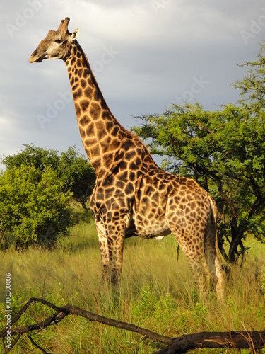 giraffe in south africa