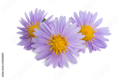 Aster isolated