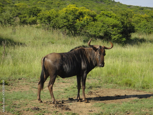 red wildebeest