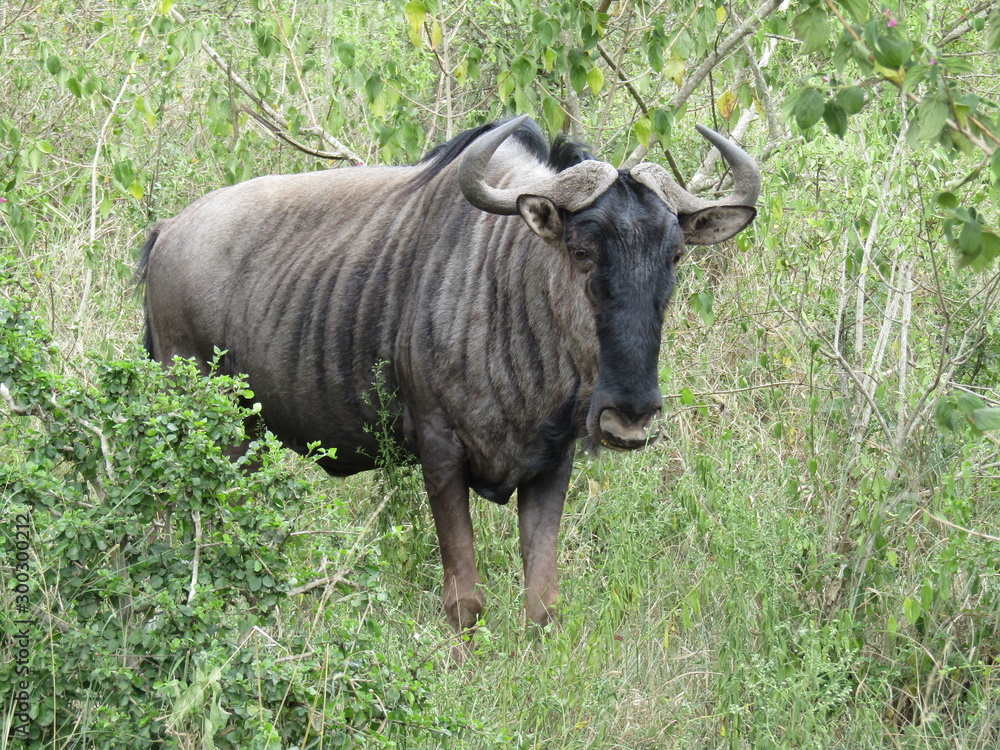 wildebeest in the wild