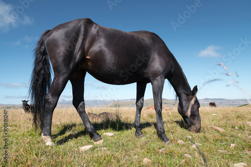 A wildly grazing black horse on an alpine pasture of the North Caucasus. Farm Mining Concept
