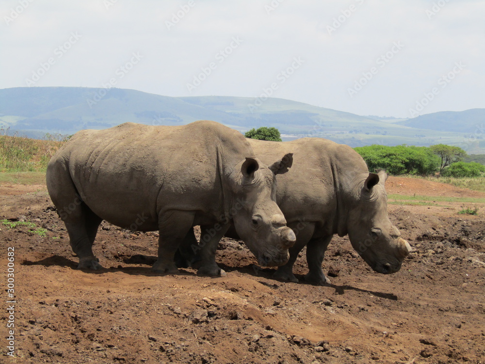Fototapeta premium white rhinoceros in the wild