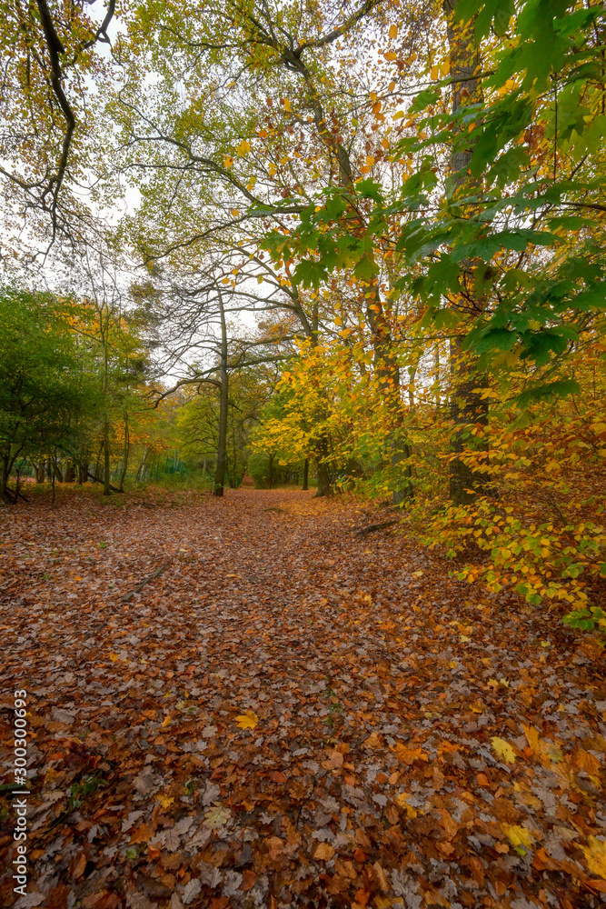 Obraz premium Gdansk, Poland, autumn - fragment of the Oliwa Park in the Gdansk Oliwa district