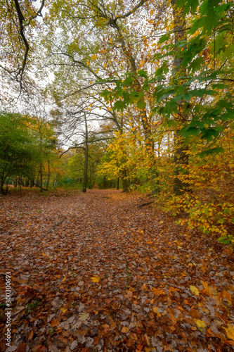 Gdansk, Poland, autumn - fragment of the Oliwa Park in the Gdansk Oliwa district