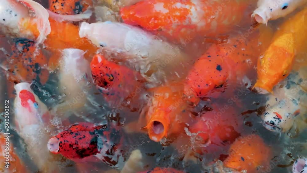 Many colorful goldfish and Koi Carp are swimming in pond. Decorative fish in chinese water garden. People feed the fish. Many colorful goldfish and Koi Carp are swimming in pond. Decorative fish in chinese water garden. People feed the fish.