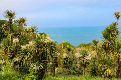 Blooming Cordyline australis trees  cabbage tree  cabbage-palm  on a background of the Black sea in Batumi botanical garden  Georgia