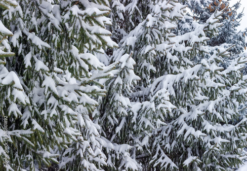 Background of spruce branches covered with snow