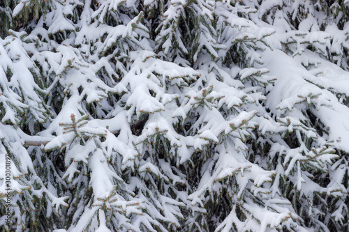 Background of spruce branches covered with snow
