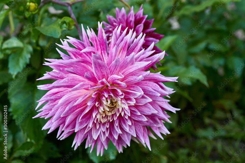 Pink dahlia flower blossom Pink dahlia flower blossom