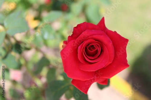 red rose in garden