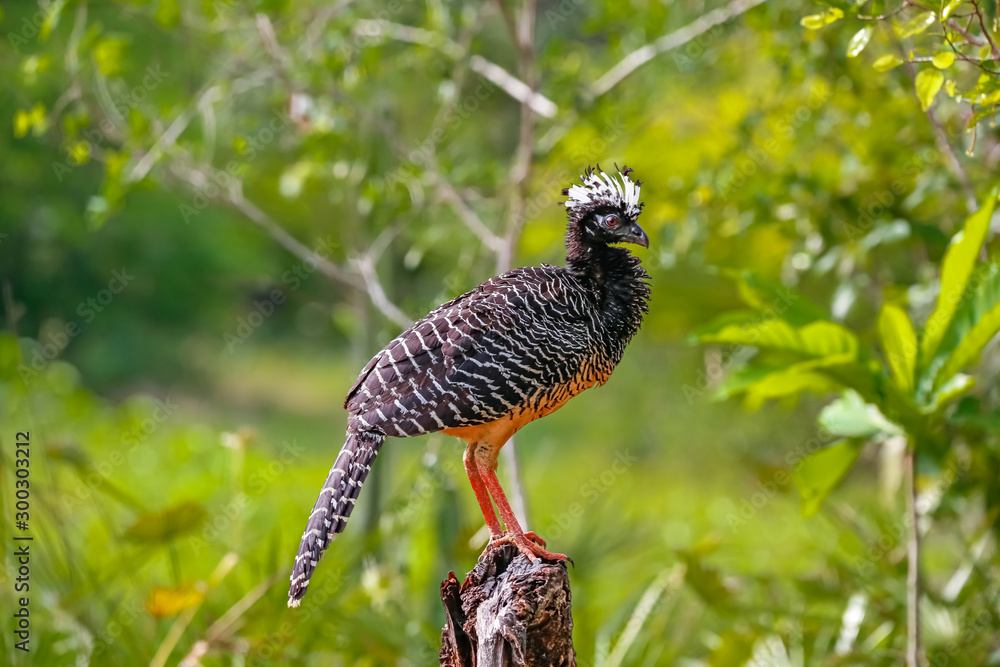 Close up of a beautiful Bare-faced Curassow against green b background, Pantanal Wetlands, Mato Grosso, Brazil Close up of a beautiful Bare-faced Curassow against green b background, Pantanal Wetlands, Mato Grosso, Brazil