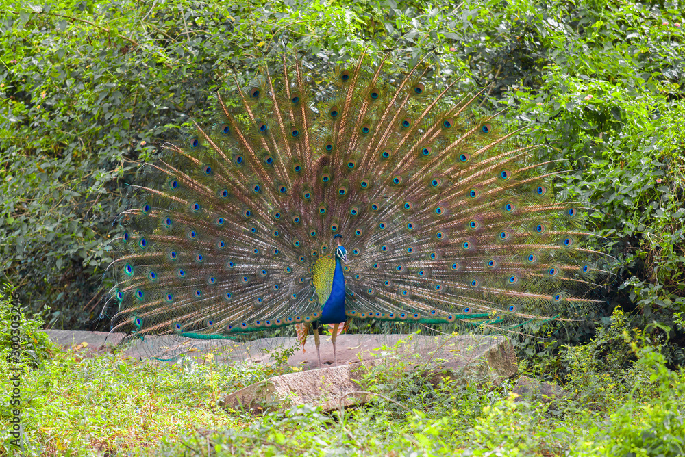 Obraz premium Indian peacock with her tail open closeup on a sunny day. Sri Lanka