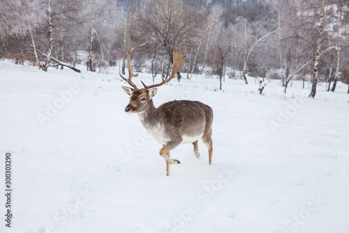 Beautiful deer in heavy winter.