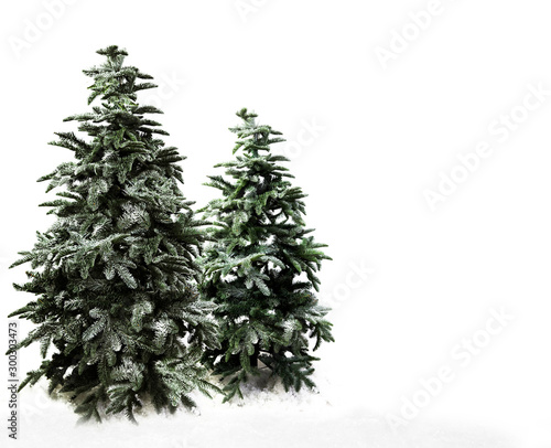 christmas tree in winter time