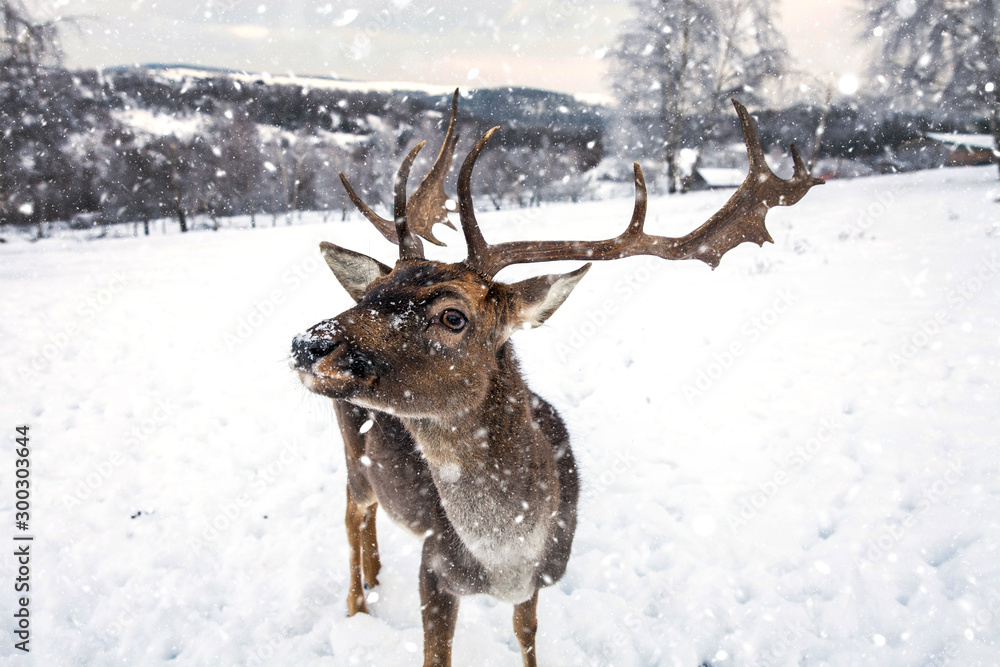 Beautiful deer in heavy winter. Beautiful deer in heavy winter.