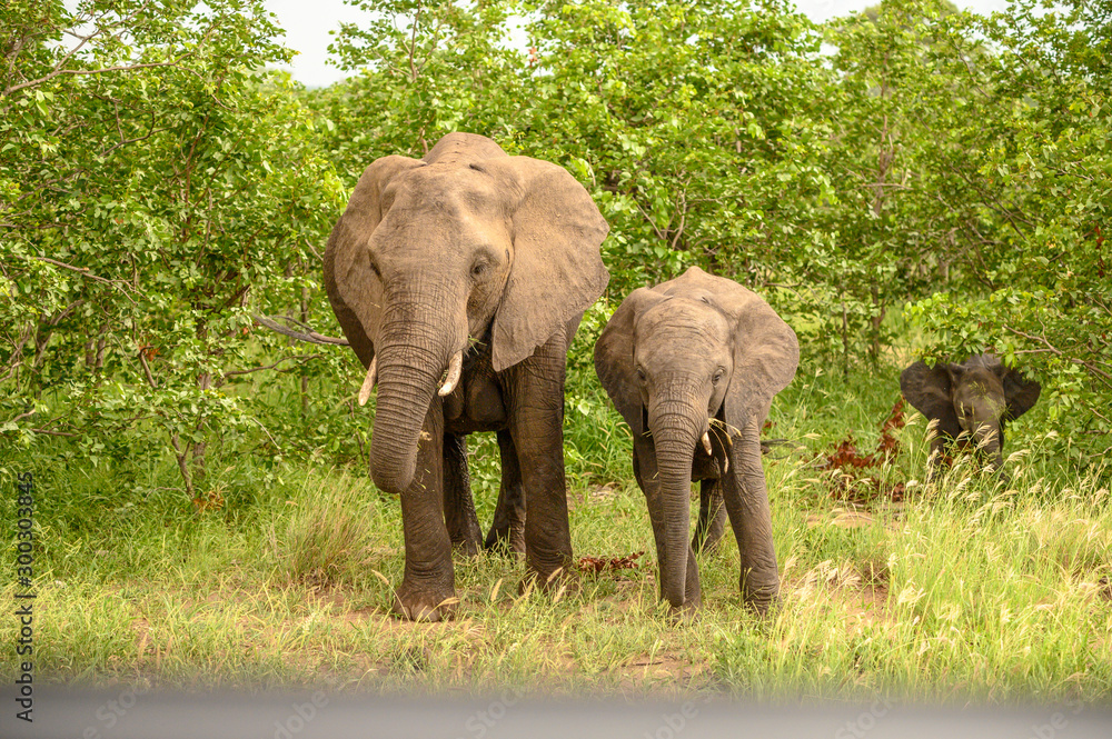 Wild african elephant close up, Botswana, Africa