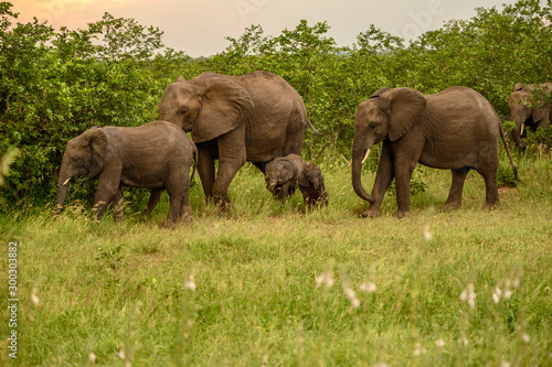 Wild african elephant close up, Botswana, Africa