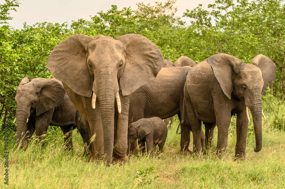 Obraz premium Wild african elephant close up, Botswana, Africa