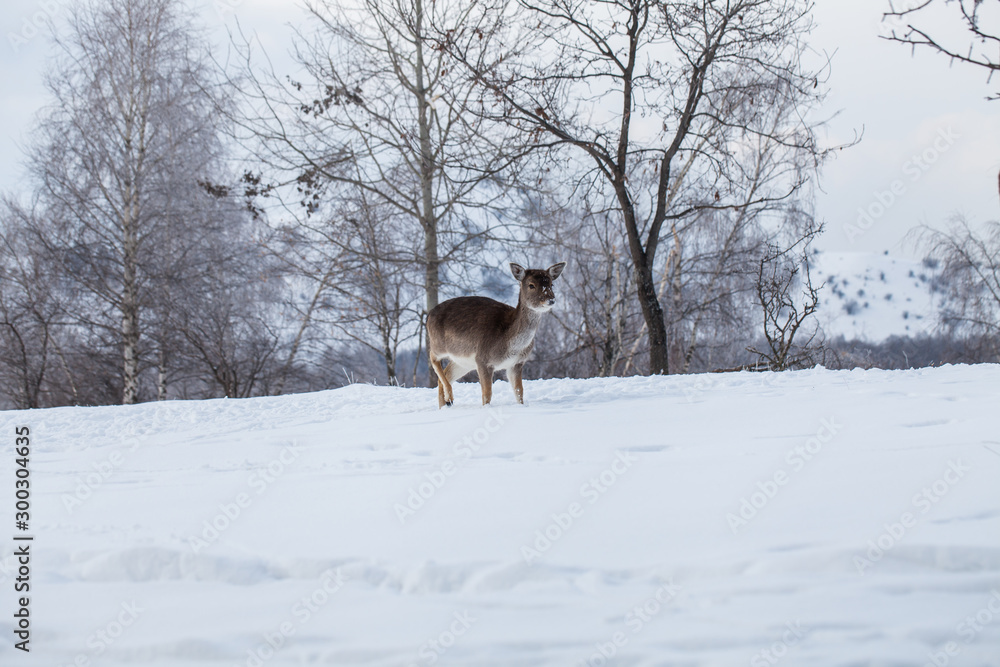 Beautiful deer in heavy winter. Beautiful deer in heavy winter.