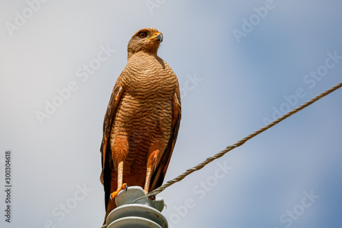 Close up of a Savanna hawk perched on a wire post against blue and white sky, Pantanal Wetlands, Mato Grosso, Brazil photo