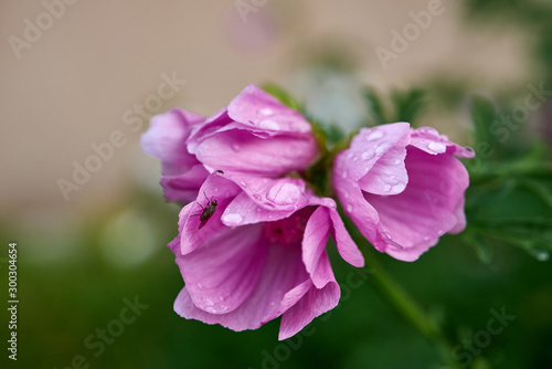 Pale pink bell-shaped flower.