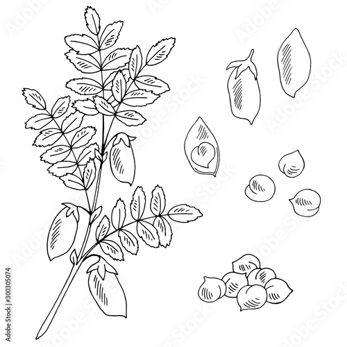 Chickpeas set graphic black white isolated sketch illustration vector