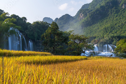 Fototapeta Naklejka Na Ścianę i Meble -  Ban Gioc waterfall with rice field in harvest time in Cao Bang, Vietnam
