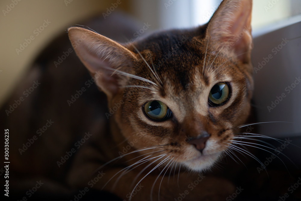Closeup head of clumsy abyssinian cat in front portrait with curious face Closeup head of clumsy abyssinian cat in front portrait with curious face