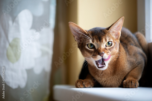 Closeup head of clumsy abyssinian cat in front portrait with curious face