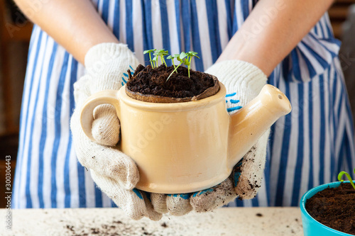 Woman holding a pot with a sprout in her hands. Gardening concept
