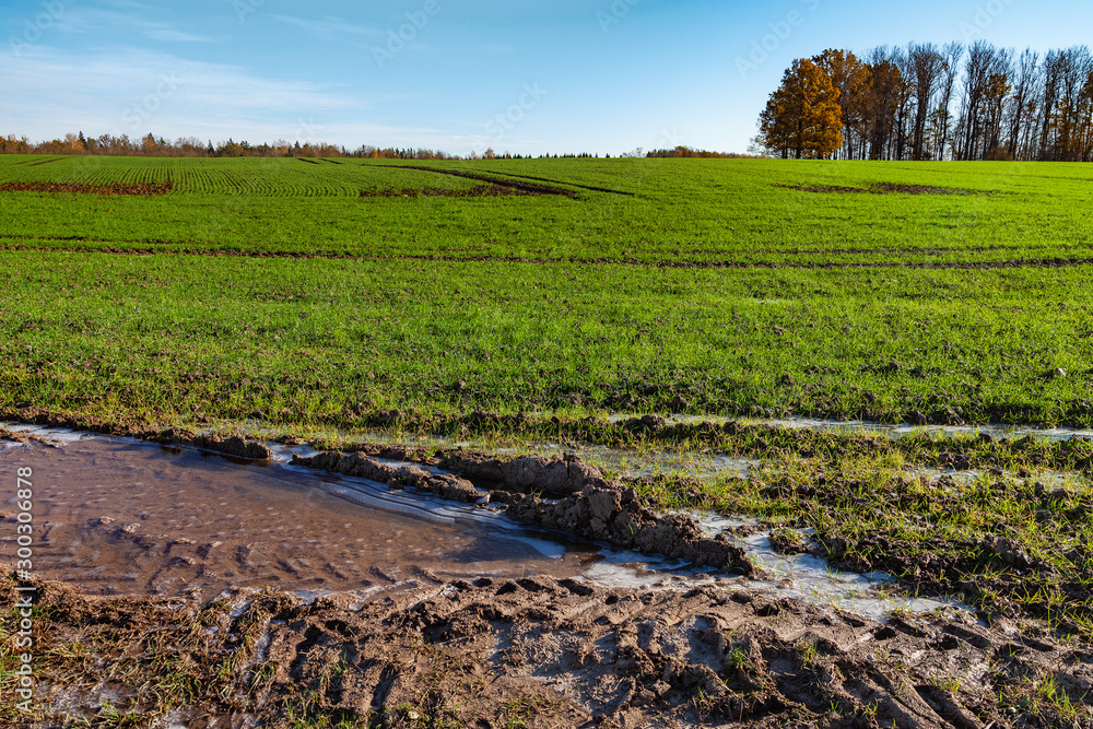 Fototapeta premium Green and new wheat field in autumn time.
