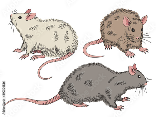 Rat set graphic color isolated sketch illustration vector