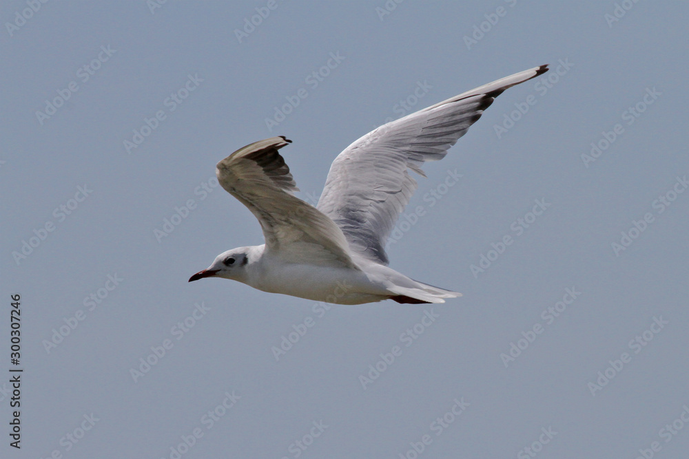 Obraz premium Mouette en vol