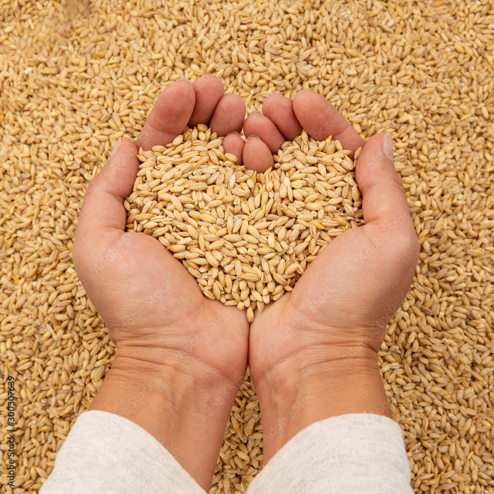 Hands holding barley grain in a heart shape Hands holding barley grain in a heart shape