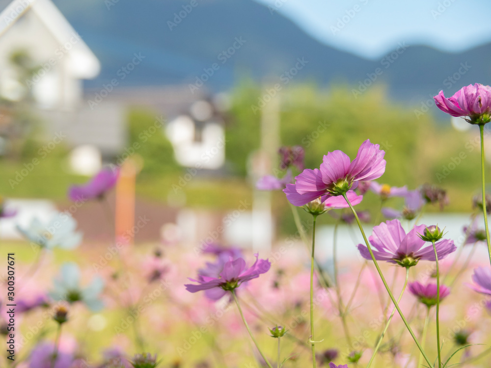 Obraz premium コスモスの花