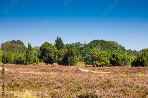 Landscape with flowering heather  Calluna vulgaris  nature reserve Lueneburg Heath  Lower Saxony  Germany  Europe