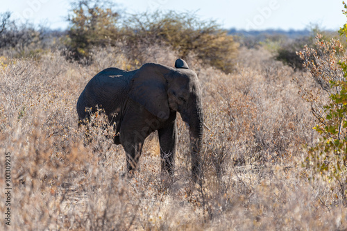A giant African Elephant -Loxodonta Africana- walking past through the bushes of Etosha National Park  Namibia.