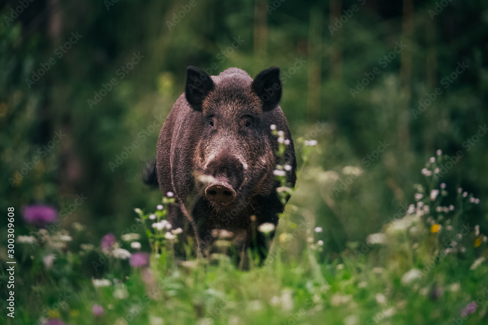 Portrait of a wild boar on a meadow with flowers. Portrait of a wild boar on a meadow with flowers.