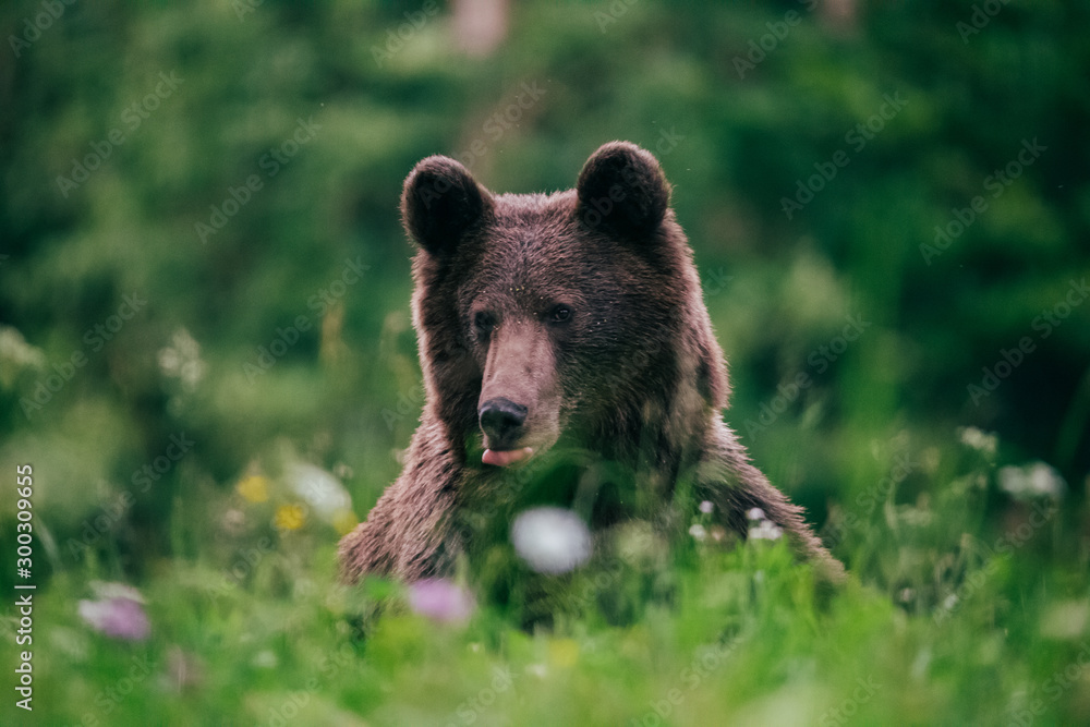 Fototapeta premium Carpathian brown bear in the wilderness