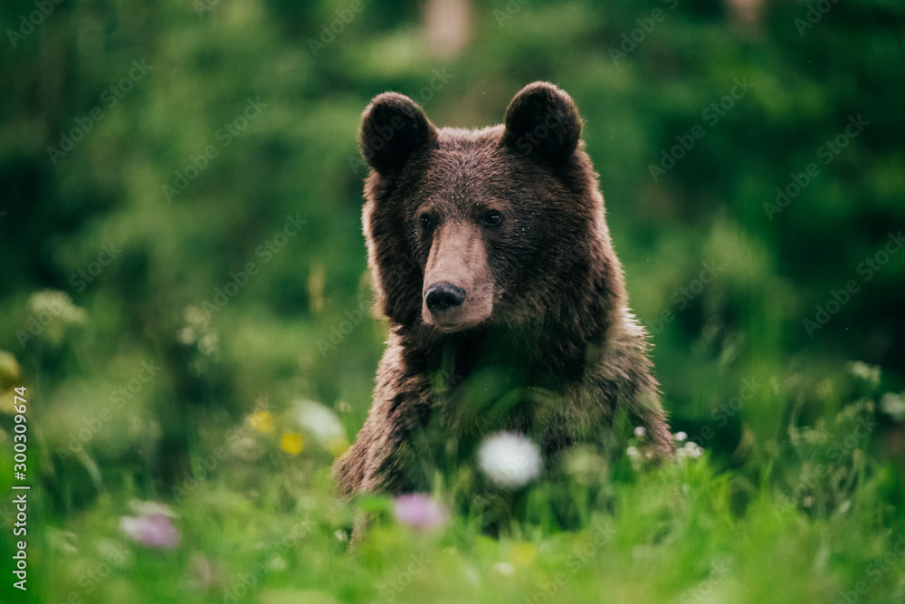 Carpathian brown bear in the wilderness Carpathian brown bear in the wilderness