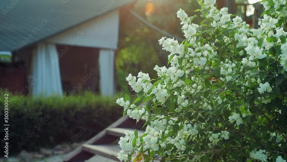white jasmine bush flowers sways in the wind on a warm summer evening white jasmine bush flowers sways in the wind on a warm summer evening