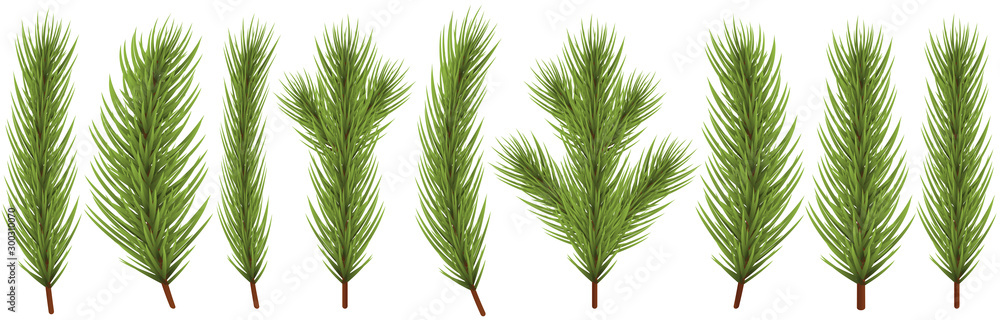 fir branch collection for christmas designs fir branch collection for christmas designs
