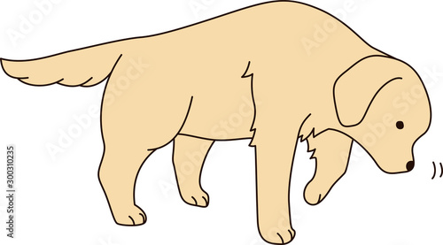 ゴールデンレトリバー（匂いを嗅ぐ）